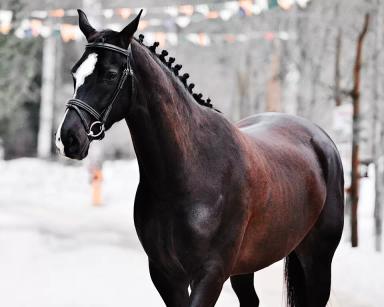 Ганноверская порода лошадей