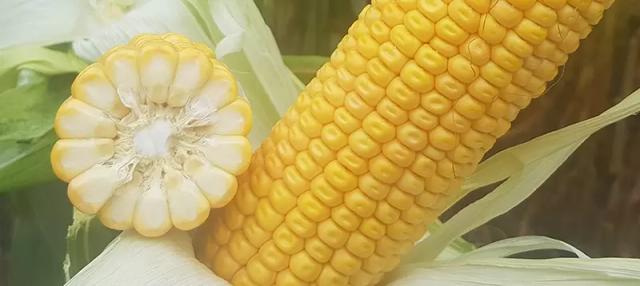 Евростар - гибрид кукурузы ( Zea mays L.).