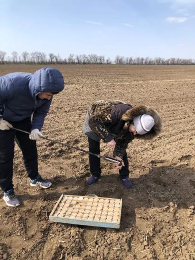 УСОВЕРШЕНСТВОВАННЫЕ ЭЛЕМЕНТЫ ТЕХНОЛОГИИ ВОЗДЕЛЫВАНИЯ НУТА ДЛЯ УСЛОВИЙ СУХОСТЕПИ