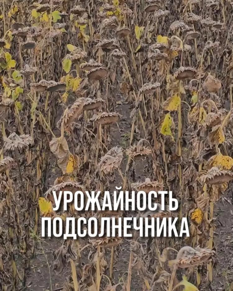 УРОЖАЙНОСТЬ ПОДСОЛНЕЧНИКА