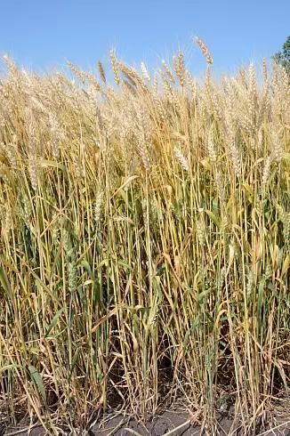 Донская степь