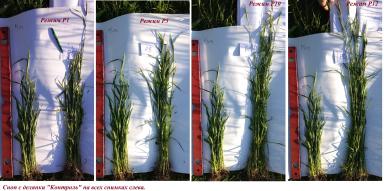 Метод предпосевной обработки семян оптическим когерентным излучением