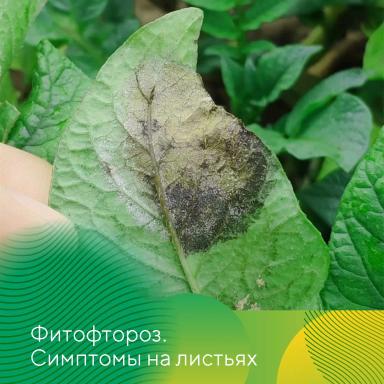Фунгицид Либертадор® против фитофтороза картофеля
