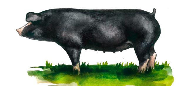 Польско-китайская порода свиней
