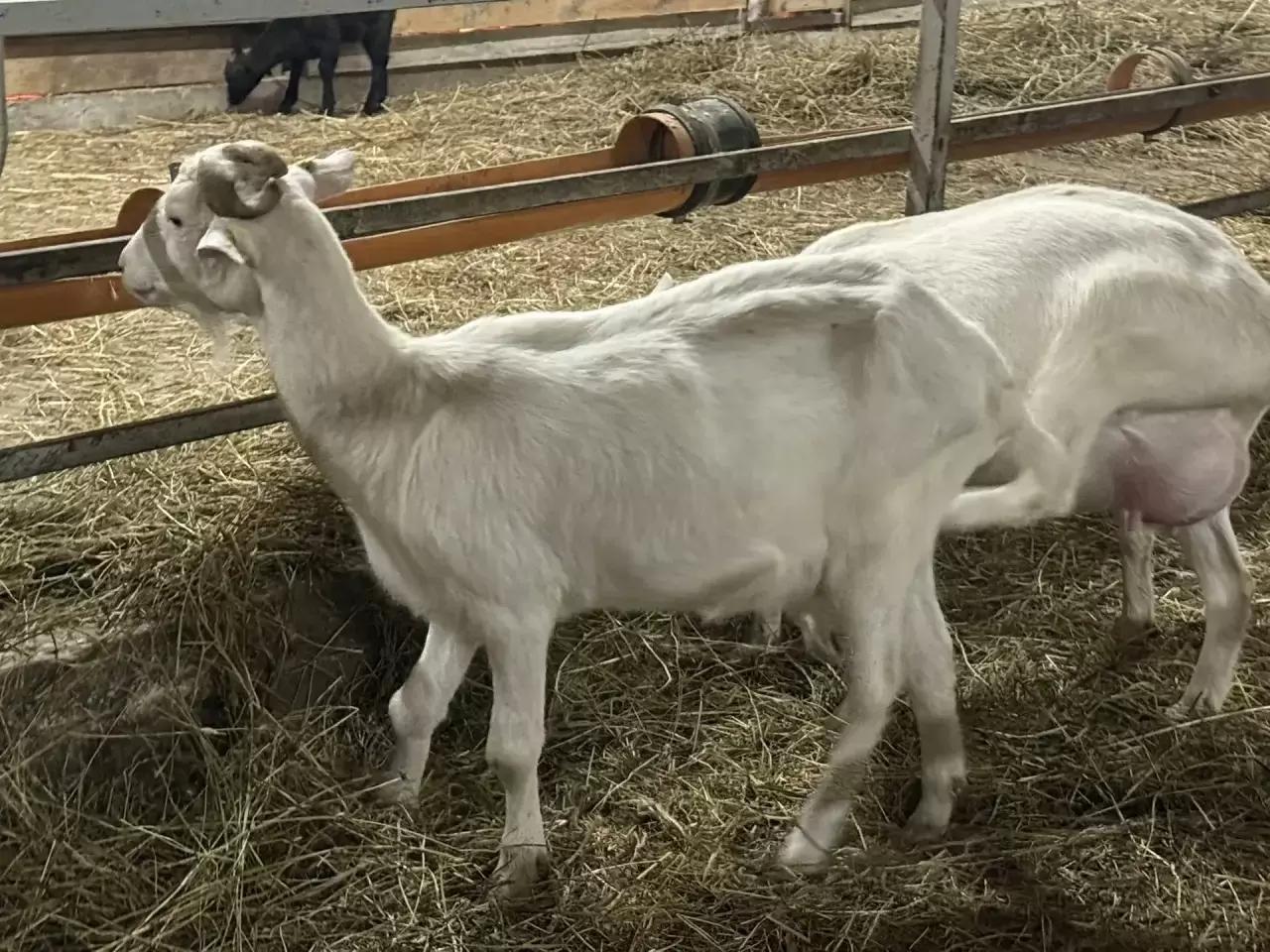 Особенности ПЦР-диагностики артрита-энцефалита коз (АЭК)