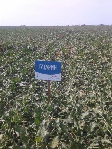 Сравнение различных гибридов сахарной свеклы