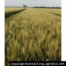 Мисия одэська