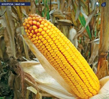 МАС 38. Д - гибрид кукурузы ( Zea mays L.).