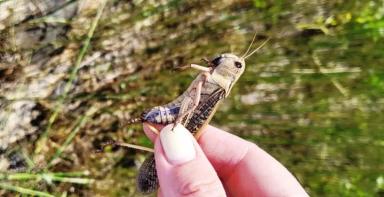 Прямо сейчас: агрономический фильм ужасов в Краснодарском крае