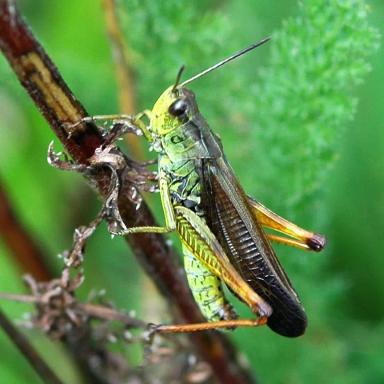 Темнокрылая кобылка