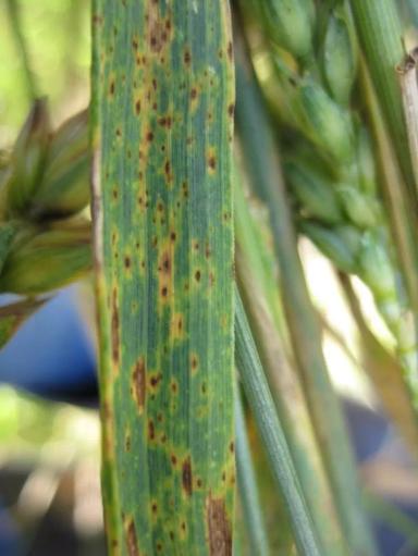 Гельминтоспориоз (темно-бурая пятнистость)