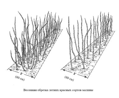 Рекомендации по обрезке малины