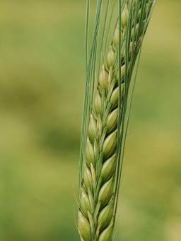 Ячмень яровой Травелер