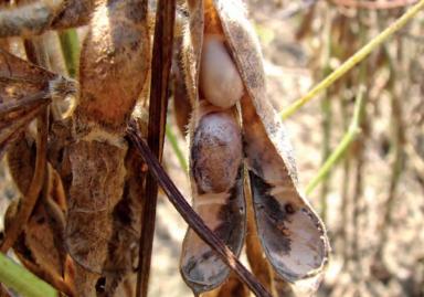 Рак стеблей сои