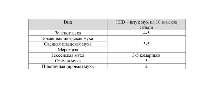 Злаковые мухи – осенние вредители озимой пшеницы. Как они нас незаметно объедают