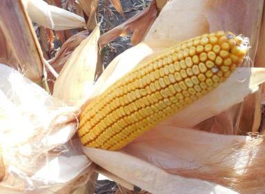 СИ Ариосо - гибрид кукурузы ( Zea mays L.).