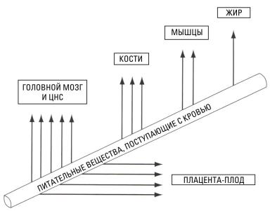 Дюдэ – Овцеводство. Гл. 11. Ч. 1. Биологические аспекты производства баранины