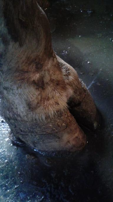 Трещины копыт у КРС