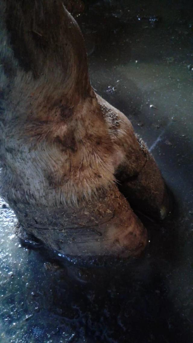 Трещины копыт у КРС