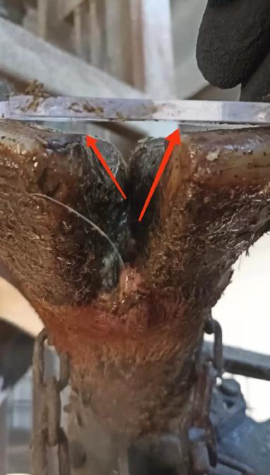 Основные ошибки при расчистке копытец КРС