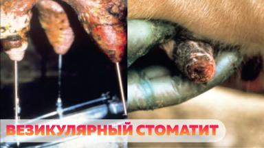 Инфекционные заболевания вымени коров