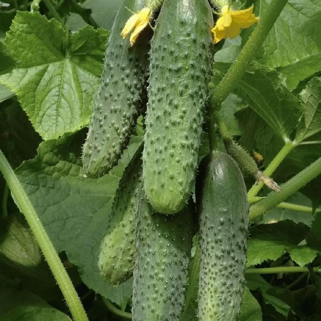 Семена компании ГАВРИШ