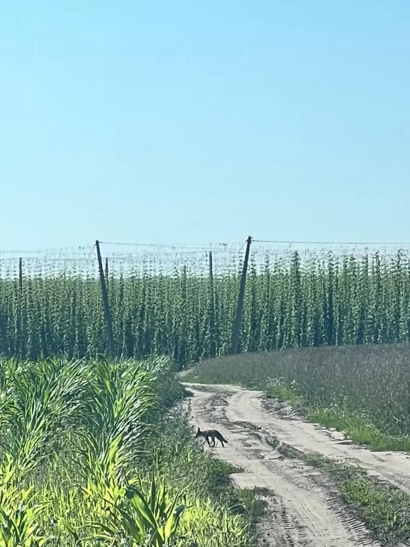 Плантации хмеля