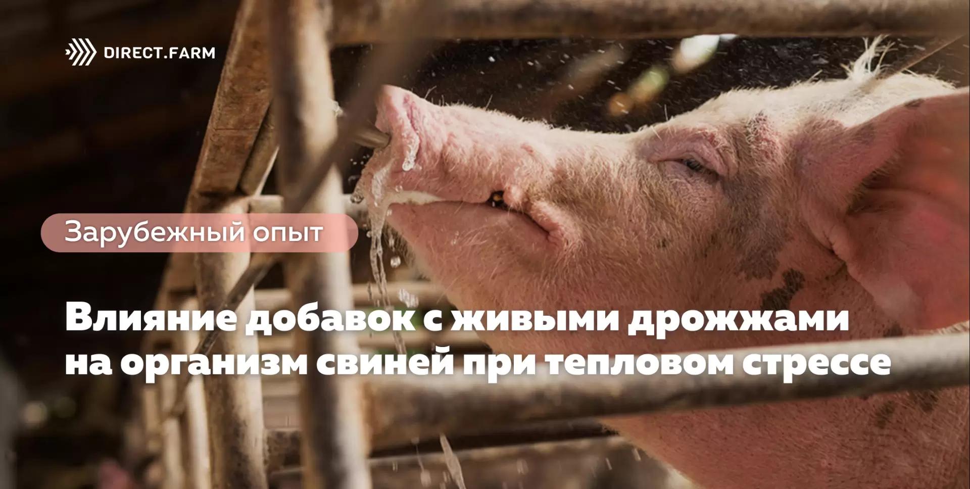 Влияние добавок с живыми дрожжами на организм свиней при тепловом стрессе