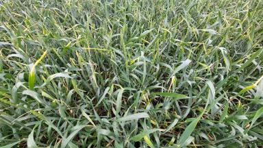 Причина пожелтения флаг.листа 