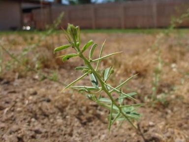 Верблюжья колючка обыкновенная