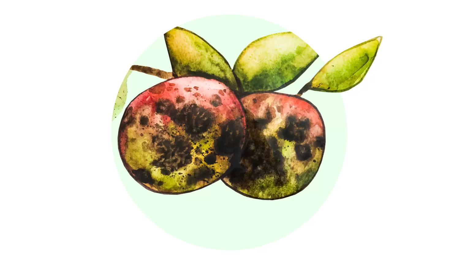 Парша яблони