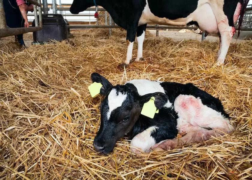 “Гибридный” подход помогает повысить качество молозива