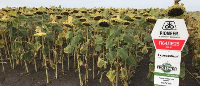 П 64 ЛЕ 25 - гибрид подсолнечника Пионер