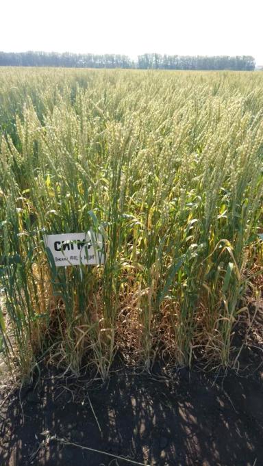 Сигма  сорт мягкой яровой пшеницы