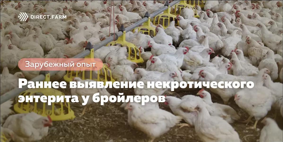 Выявление ранних симптомов некротического энтерита у бройлеров
