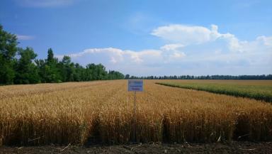 Бумба сорт мягкой озимой пшеницы