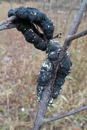 Черная узловатость косточковых культур