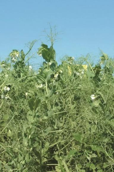 Ангела (ANGELA) сорт гороха посевного