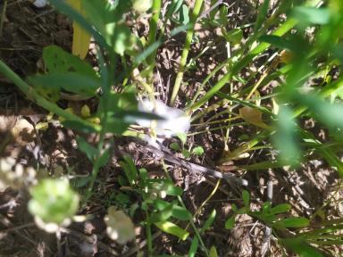 Вредитель Эспарцета