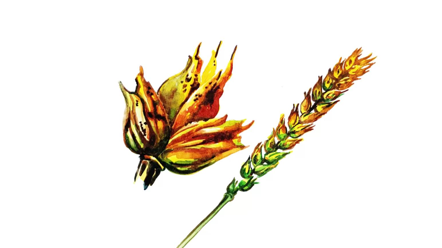 Септориоз колоса