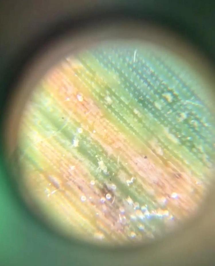 Паутинный Клещ!