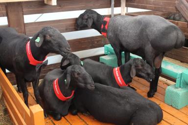 XXII Российская выставка племенных овец и коз