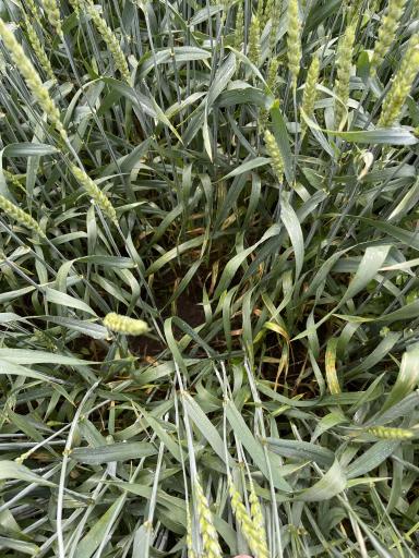 Агромониторинг