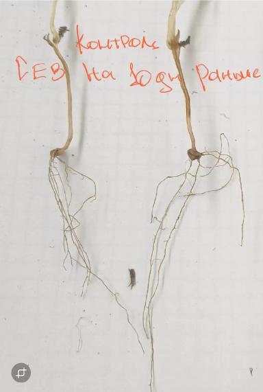 формирование крепких всходов в сложных условиях