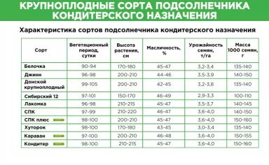 Белочка ® - сорт подсолнечника (Helianthus annuus L.)