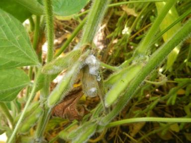 Склеротиниоз (белая гниль) сои