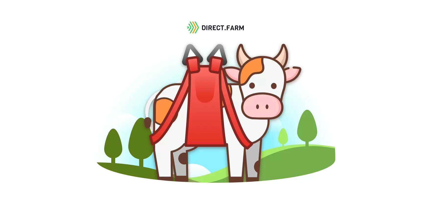 Безопасный подъем коровы при залеживании