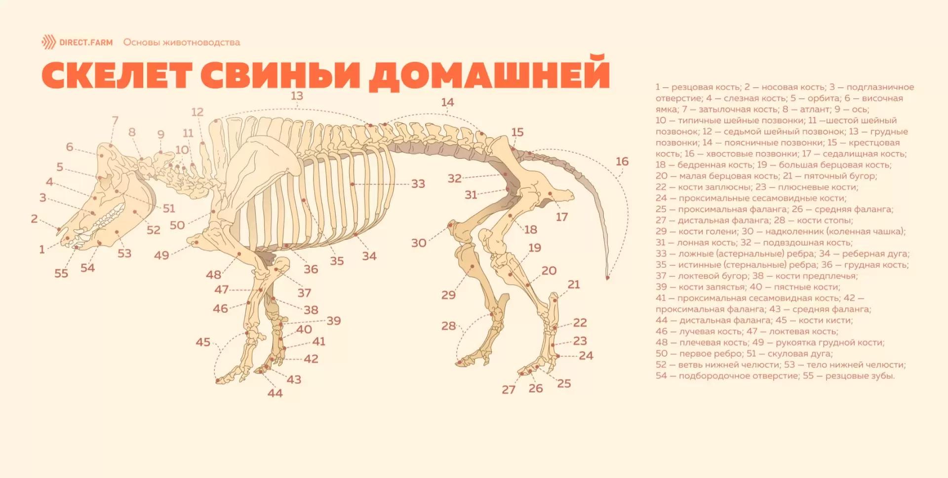 Особенности строения скелета свиньи домашней