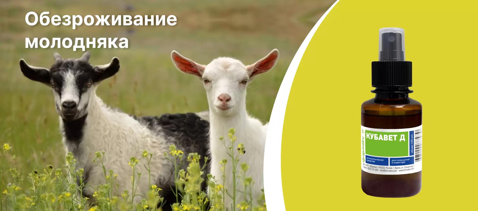 Обезроживание молодняка — причины, способы, советы