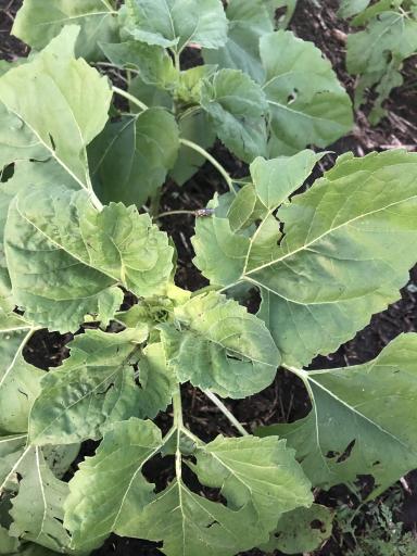 Здравствуйте коллеги. Побило градом подсолнечник и бахчевые. 